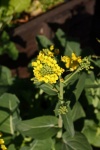 Yellow Flowers Of A Bok Choy Plant