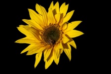 Sunflower, honeybee