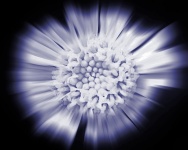 Zoom rafală imaginea unei flori