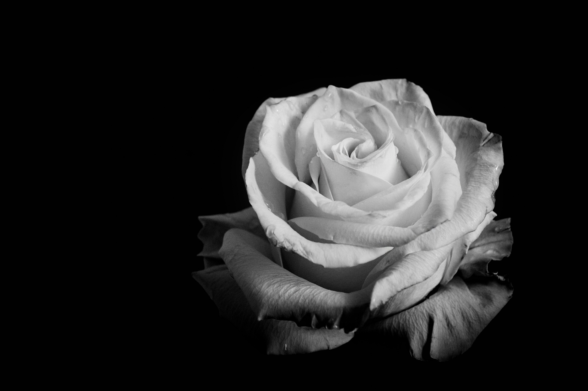 黑白玫瑰图片素材-编号38293644-图行天下