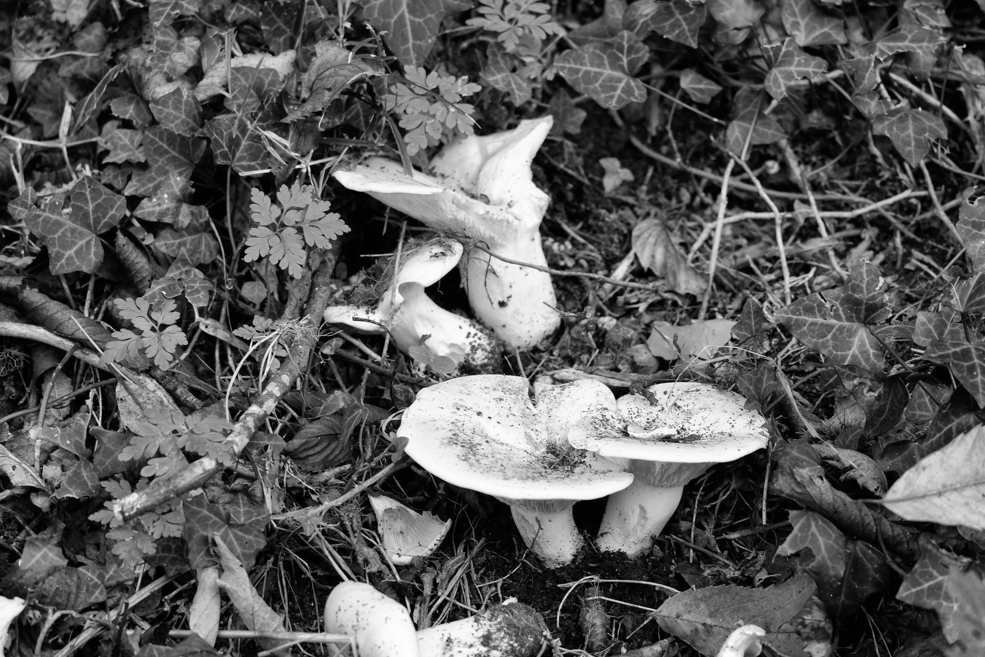 白蘑菇摄影图__其他生物_生物世界_摄影图库_昵图网nipic.com
