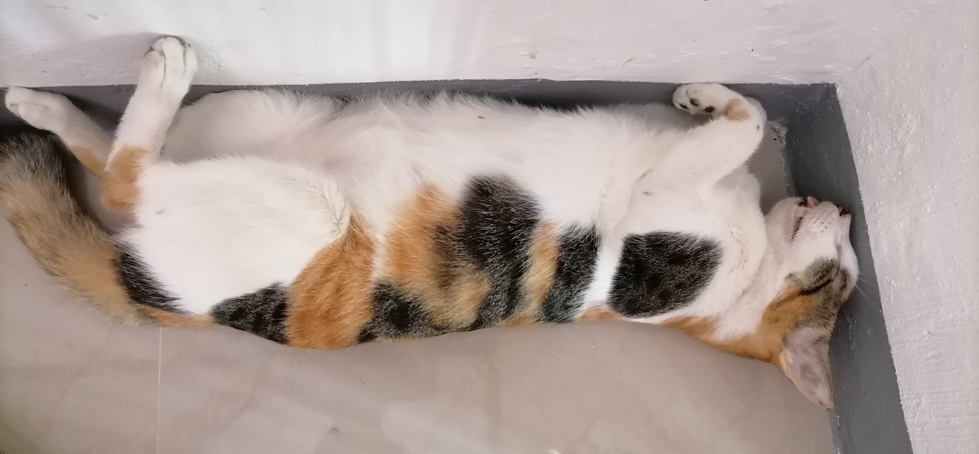 小猫睡着了5K图片壁纸(动物静态壁纸) - 静态壁纸下载 - 元气壁纸