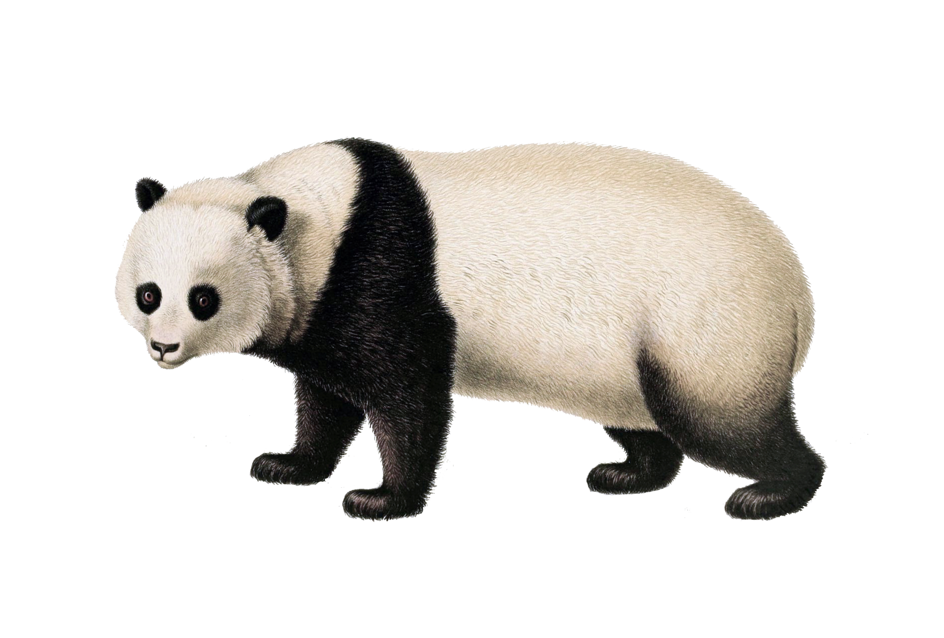 PandaEarth | 熊猫大陆