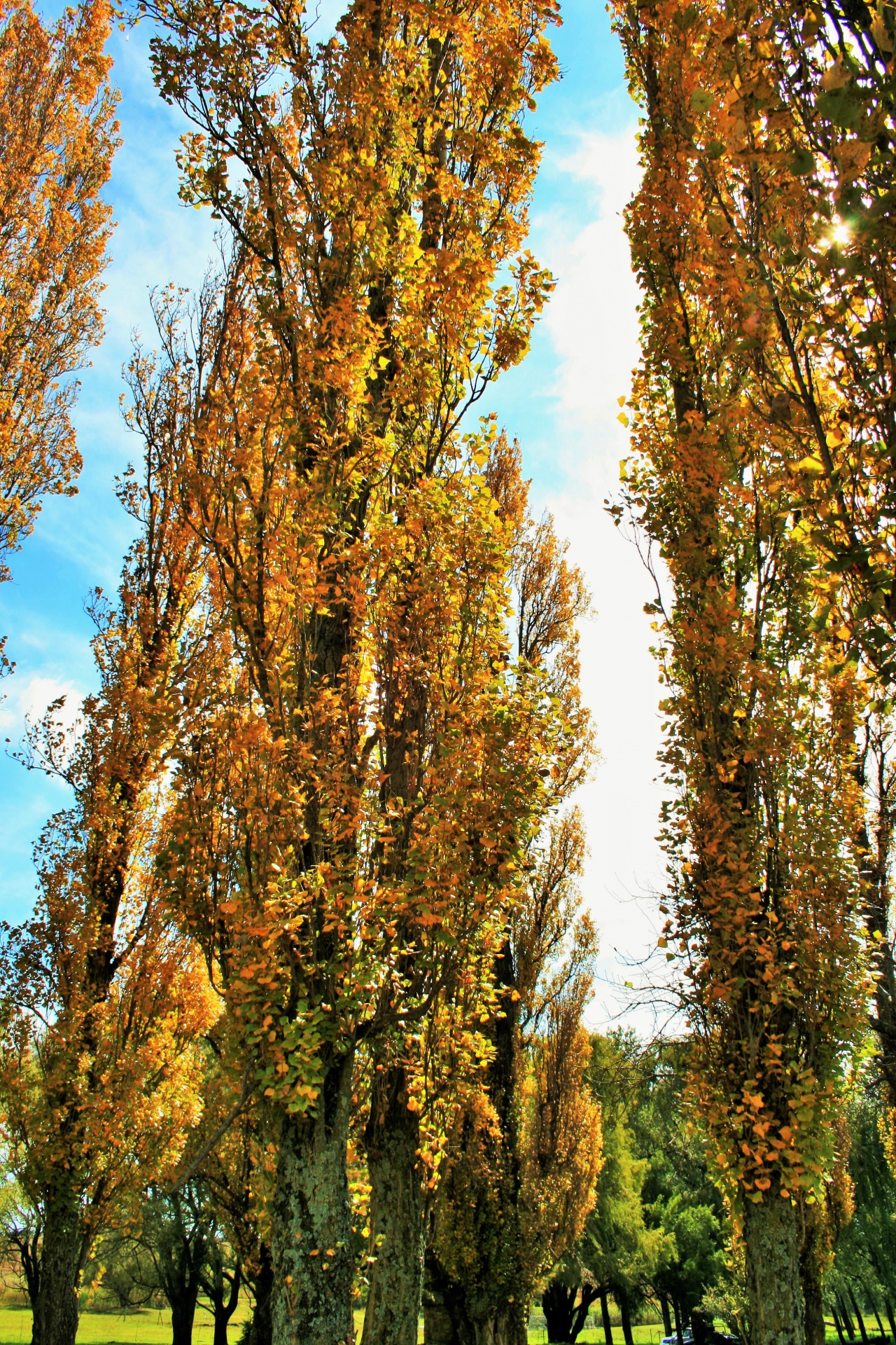 黄色的白杨树在秋天照片摄影图片_ID:156760294-Veer图库