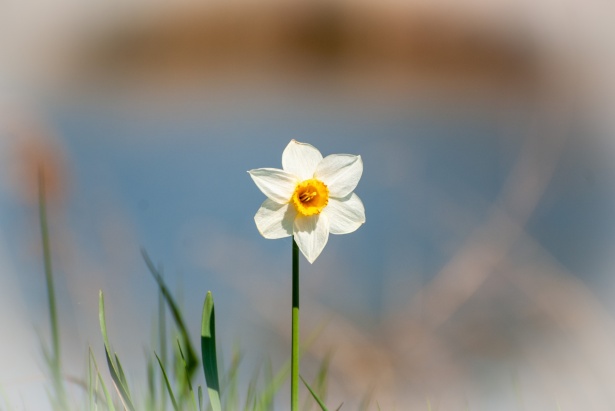 Fleur, Narcisse, Narcisse Photo stock libre - Public Domain Pictures