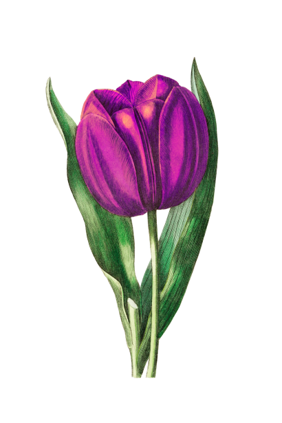 Flower Tulip Purple Clipart Free Stock Photo - Public Domain Pictures