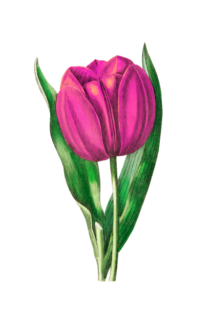 Flower Tulip Pink Clipart Free Stock Photo - Public Domain Pictures