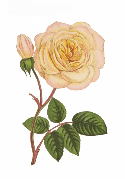 Clipart Vintage Flower Rose Free Stock Photo - Public Domain Pictures