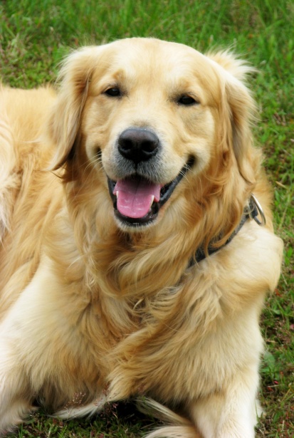 Golden Retriever-Hund Kostenloses Stock Bild - GolDen Retriever Dog 1646861400oiz