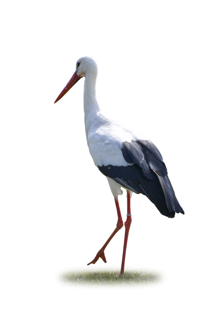 Stork, Large Bird Free Stock Photo - Public Domain Pictures