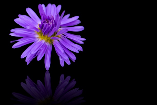 Purple Flower, Black Background Free Stock Photo - Public Domain Pictures