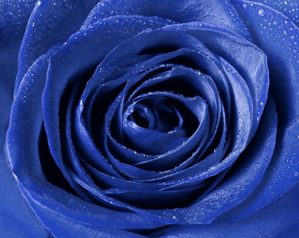 Rose Flower Blossom Blue Free Stock Photo - Public Domain Pictures