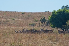 Un grup de antilope eland