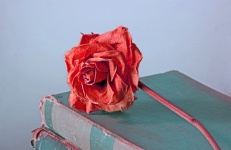 Könyv halott rózsa absztrakt képe