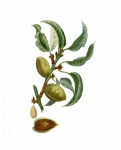 Almond Vintage Botanical Art
