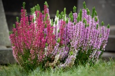 Alpine Heath, Erica Carnea, Plant