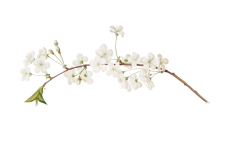 Arte vintage de rama de flor de manzana