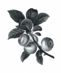 Apples Vintage Art Illustration