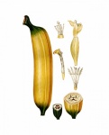 Fructe banane Vintage Art