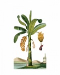 Arte vintage de árbol de plátano