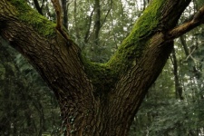 Tree bark moss fork