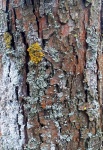 Tree Bark Tree Trunk Texture Photo