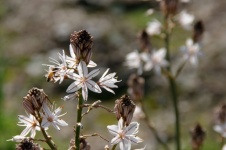 Bee Pollination Of White Flowers