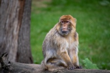 Barbary macaque, monkey, Macaca sylvanus