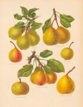 Pears Fruit Fruits Vintage