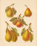 Birnen Obst Früchte Vintage