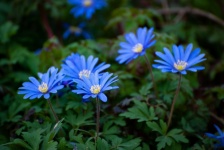 Fleur bleue, anémone orientale