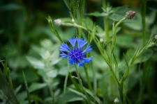 Virág, kék búzavirág