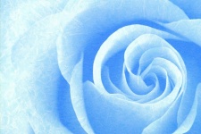 Flower Rose Blossom Blue