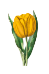 Fleur Tulipe Jaune Clipart
