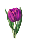 Fleur Tulipe Pourpre Clipart