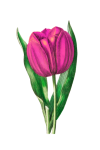 Flower tulip pink clipart