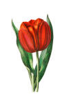 Fleur Tulipe Rouge Clipart