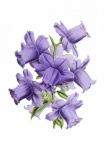 Arte vintage flor violeta