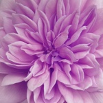 Blossom Flower Filled Violet