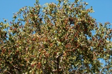árbol de espina de búfalo en fruta