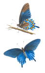 Papillon Bleu Art Vintage