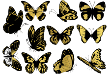 Butterfly, gold, golden butterflies