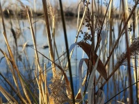 Camargue reeds in close-up.