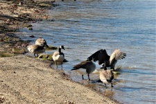 Canada Geese Wading In Lake