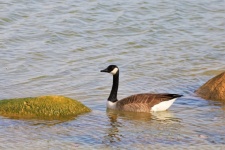 Canada Goose In Lake