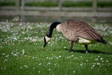 Canada Goose, goose