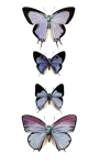 Clipart de borboletas vintage