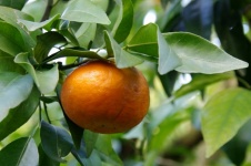 Close-up Of Mandarin In Tree