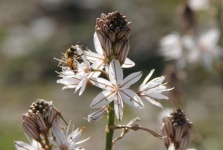 Prim-plan asupra albinei de pe Asfodel