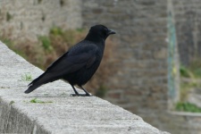 Raven se posadil